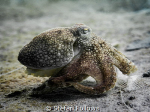 Sneaky ... ! Coconut Octopus - Amphioctopus marginatus. C... by Stefan Follows 